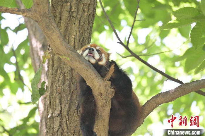 西安秦嶺野生動物園里的小熊貓?！∥靼睬貛X野生動物園供圖